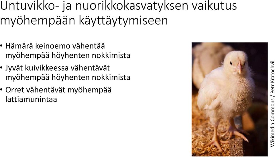 höyhenten nokkimista Jyvät kuivikkeessa vähentävät myöhempää