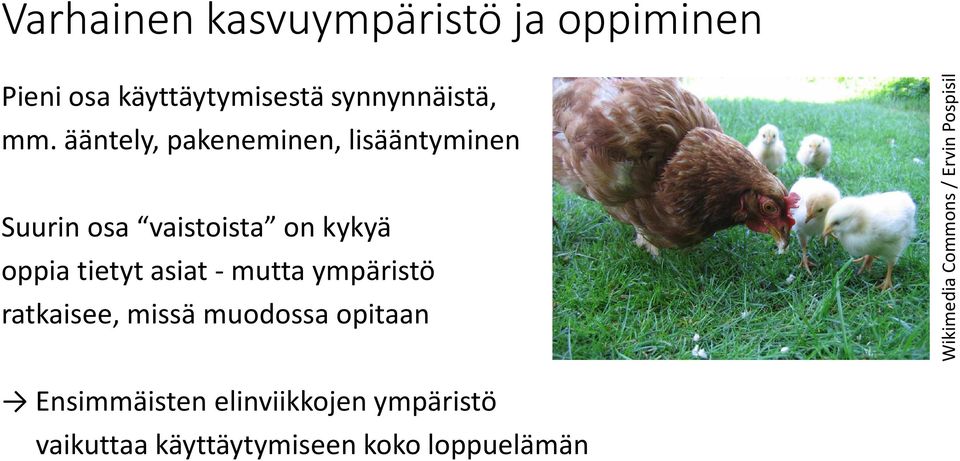 asiat- mutta ympäristö ratkaisee, missä muodossa opitaan Wikimedia Commons / Ervin