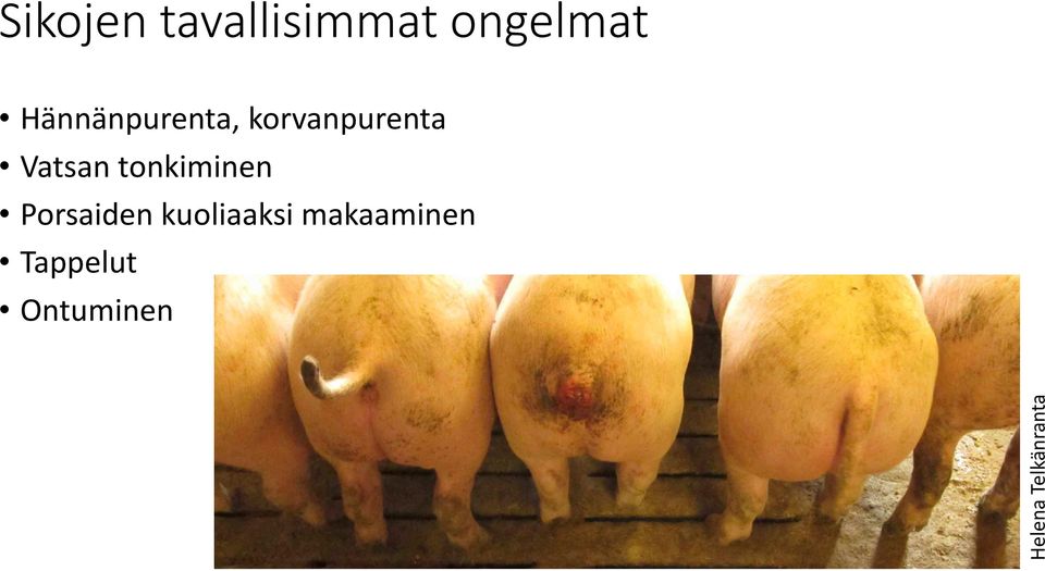 tonkiminen Porsaiden kuoliaaksi