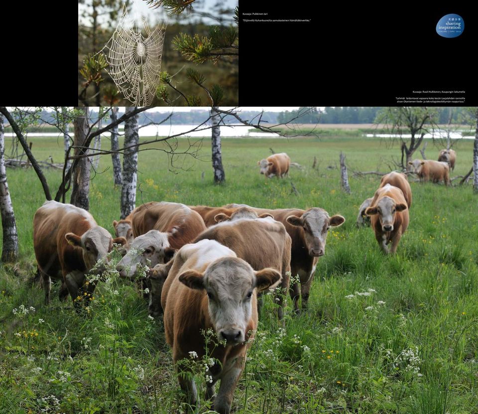 Kuvaaja: Rauli Hulkkonen, Kaupungin laitumella Lehmät