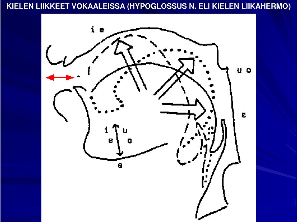 (HYPOGLOSSUS N.