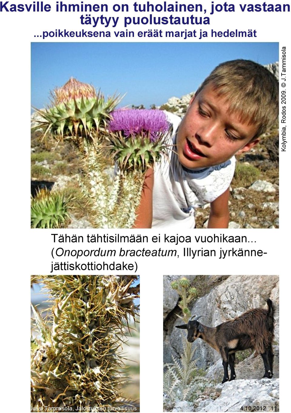 Tammisola Tähän tähtisilmään ei kajoa vuohikaan.