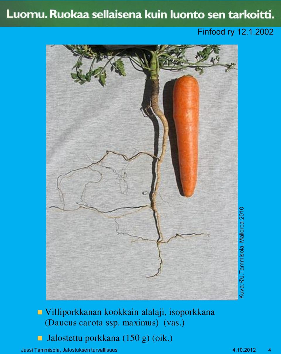 .1.2002 Villiporkkanan kookkain alalaji, isoporkkana