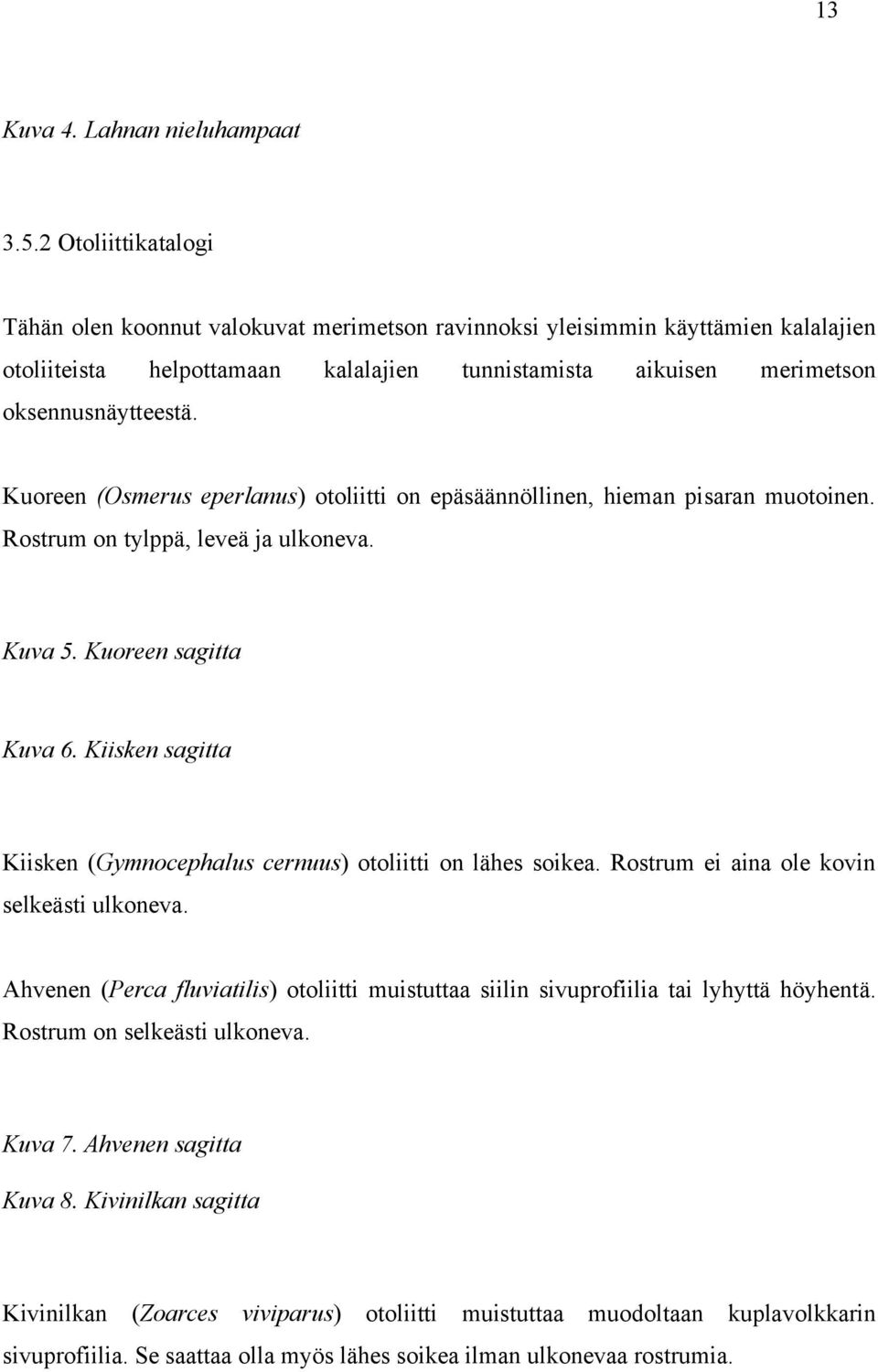 Kuoreen (Osmerus eperlanus) otoliitti on epäsäännöllinen, hieman pisaran muotoinen. Rostrum on tylppä, leveä ja ulkoneva. Kuva 5. Kuoreen sagitta Kuva 6.