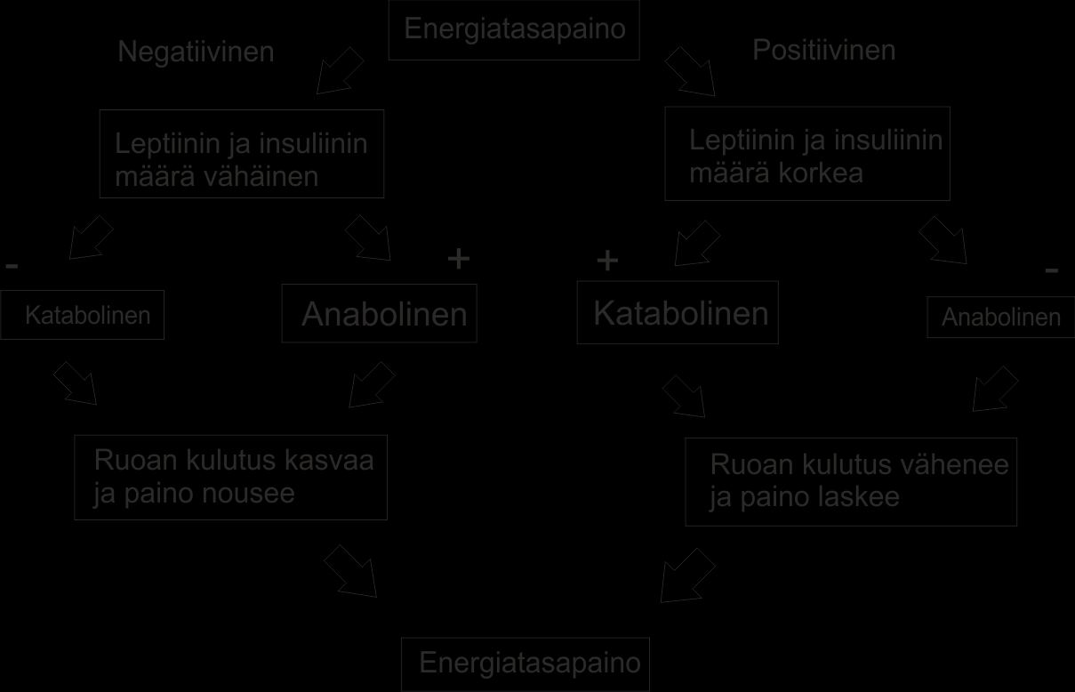 3 Esimerkiksi CCK-8 vähentää aterian kokoa rotilla, kun se annetaan ruokailun alussa, mutta eläimet kompensoivat tilanteen syömällä enemmän aterioita ja siten ylläpitävät kehon painoa (West ym. 1984).