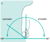 Rotatio = kiertyminen, rotaatio Circumductio = pyörittely Supinatio = uloskierto, supinaatio