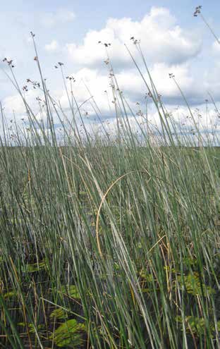 Järviruoko Järviruoko (Phragmites australis) on monivuotinen heinäkasvi, jota tavataan ympäri maapalloa eri alalajeina.