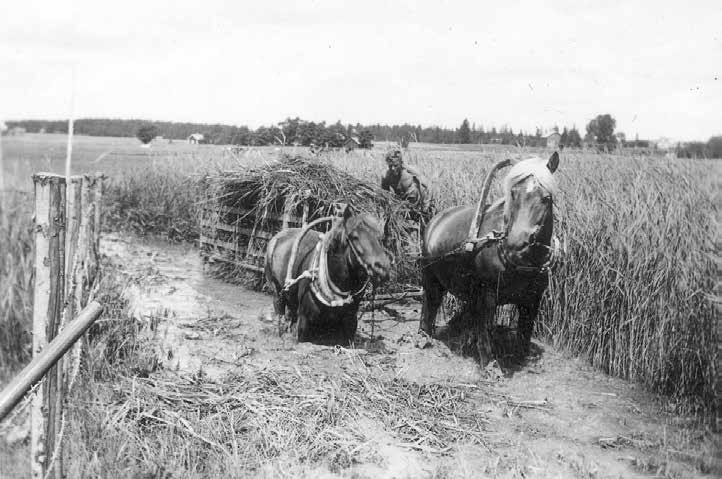 Järviruoko oli aiemmin haluttua karjanrehua. Kuva Mynälahdelta 1930-luvulta.