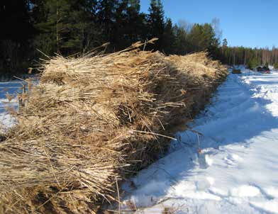 lon lämpölaitoksessa (luku Poltto). Sitä luovutettiin myös Livonsaaren yhteisökylälle ruokorakentamiskokeiluja varten.