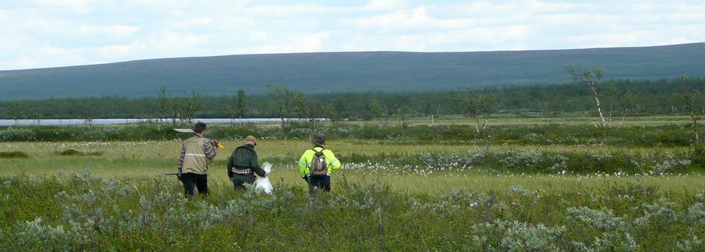 Yhteenveto Geologisesti tarkasteltuna luonnollinen alkuaineiden pitoisuustaso on riippuvainen kallio- ja maaperän koostumuksesta = luonnollinen puhtaus Maaperän alkuainepitoisuustasot voivat