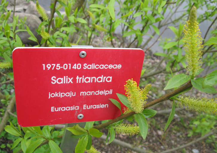 SORBIFOLIA 47(2) 2016 61 Kaisaniemen kaatuneen talvikkipajun (1987-907) pistokastaimia Kumpulan lisäyskasvihuoneessa 4.4.2016. Cuttings of Salix pyrolifolia 1987-907 in the nursery in Kumpula Botanic Garden.