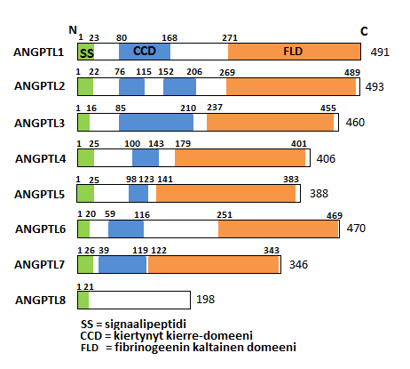 9 rät voivat vaikuttaa niiden erilaiseen sitoutumiseen TIE-2-reseptoriin. (Oike Yasunaga Sudaa 2004: 21 28.) Kuvio 1. ANGPTL-ryhmän proteiinien rakenne. (Mukaillen Uniprot. 2015.