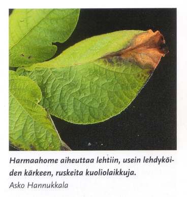 Harmaahome (Botrytis cinerea) maalevintäinen sienitauti talvehtii kasvinjätteissä tartuttaa kosteassa