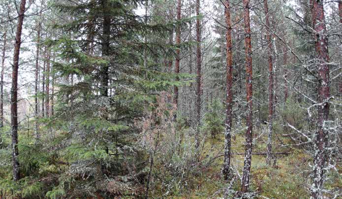 Turbiinipaikka 4 Kasvillisuuskuvaus: Puolukkatyypin (VT) 2. kehitysluokan harvennettua, mutta edelleen tiheähköä männikköä, jossa puiden pituus on 8 12 metriä.