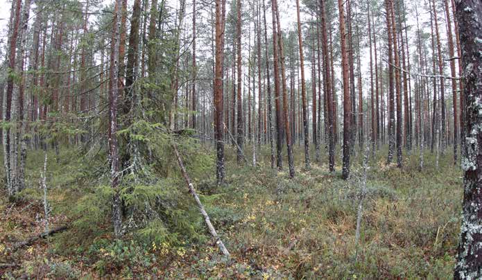 Turbiinipaikka 5 Kasvillisuuskuvaus: Melko tiheää 3. kehitysluokan, ojitettua isovarpurämettä (IR), jossa mänty on valtapuu. Sekapuina kasvaa vähän kuusia ja hieskoivuja.