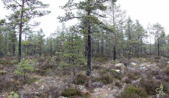 Turbiinipaikka 6 Kasvillisuuskuvaus: Alun perin tupasvillarämeen (TR) ja isovarpurämeen (IR) mosaiikkia, joka on ojituksen ja piennartien rakentamisen myötä kuivahtanut.