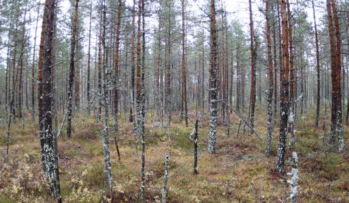 Turbiinipaikka 7 Kasvillisuuskuvaus: Alun perin ohutturpeinen isovarpurämeen (IR) ja tupasvillarämeen (TR) sekamuoto, joka on sittemmin ojitettu ja kuivunut muuttumaksi. Puusto on 2.