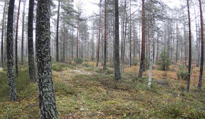 Turbiinipaikka 10 Kasvillisuuskuvaus: 4. kehitysluokan harvahko puolukkatyypin (VT) kuivahkon kankaan harjanne, jossa kasvaa 15 20 metriä pitkiä mäntyjä.