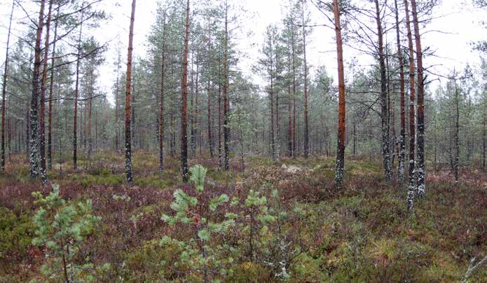 Turbiinipaikka 13 Kasvillisuuskuvaus: Mäntyvaltainen 2. 3. kehitysluokan ojitettu isovarpuräme (IR), jossa kasvaa aluspuina hieskoivuja siellä täällä. Puuston pituus on 8 13 metriä.