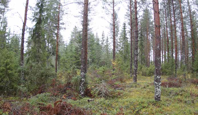 Turbiinipaikka 16 Kasvillisuuskuvaus: Puolukkatyypin (VT) kuivahkon kankaan 3. kehitysluokan männikkö, jossa aluspuina kasvaa pienempiä kuusia. Itäpuolella kuusia esiintyy hieman runsaammin.