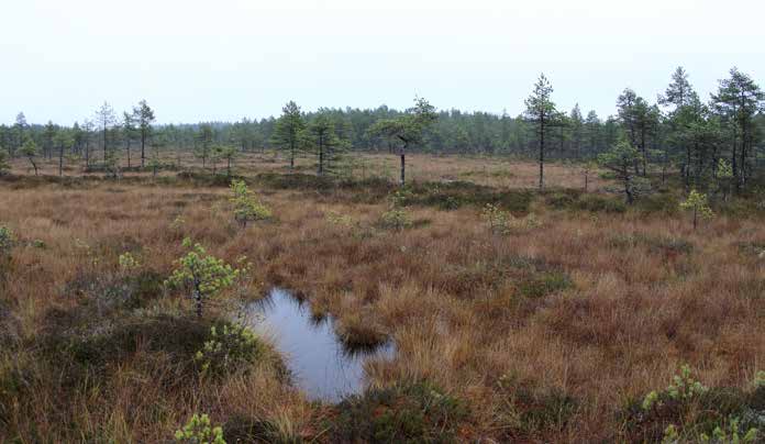 Turbiinipaikka 17 Kasvillisuuskuvaus: Kitukasvuisia mäntyjä kasvava tupasvillaräme (TR). Puuston pituus on 2 5 metriä.