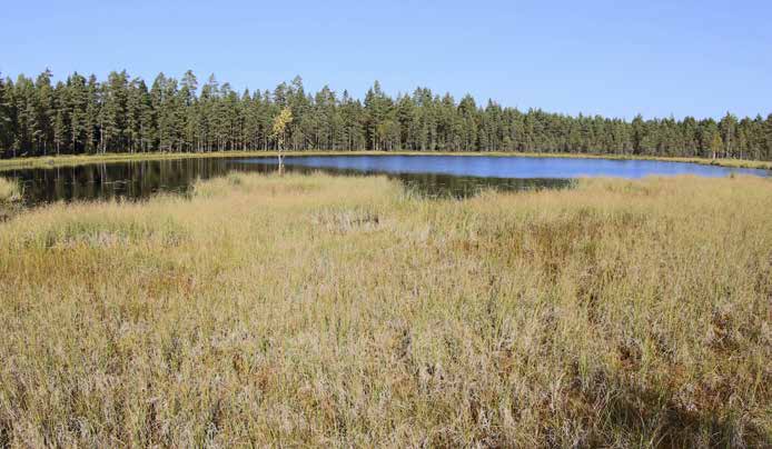 1. Sotkalammi Kasvillisuuskuvaus: Tutkimusalueen ainoa varsinainen järvi on pieni Sotkammi, joka on osin pinnanmyötäisesti umpeenkasvanut.