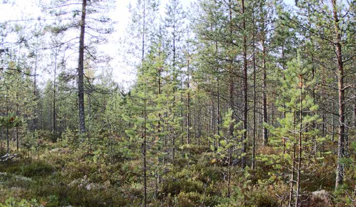 Turbiinipaikka 2 Kasvillisuuskuvaus: Kanervatyypin (CT) kuiva kangas suon laidassa, jossa männikön pituus on 5 10 metriä. Alueella on muutamia kookkaampia siemenpuumäntyjä.