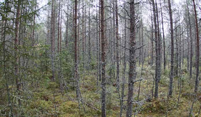 Turbiinipaikka 3 Kasvillisuuskuvaus: Puolukkatyypin (VT) kuivahko kangas, jossa kasvaa 2. kehitysluokan tiheähköä männikköä, joka on pituudeltaan 6 12 metriä.