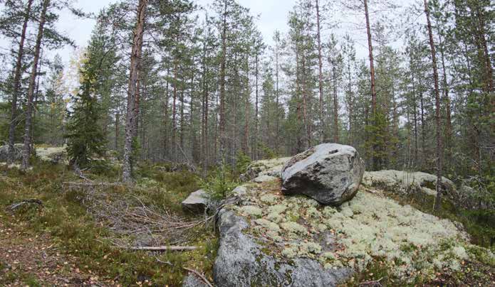 Turbiinipaikka 4 Kasvillisuuskuvaus: Kanervatyypin (CT) kuiva kangas, joka on 3. kehitysluokan kalliomännikköä. Puuston pituus on 6 12 metriä, ja sekapuina esiintyy hieman hieskoivuja.