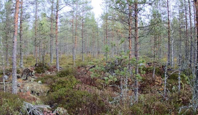 Turbiinipaikka 5 Kasvillisuuskuvaus: Alun perin isovarpuräme (IR), joka on muuttunut tehokkaan ojituksen myötä varputurvekankaaksi (Vatkg). Puusto on 2.