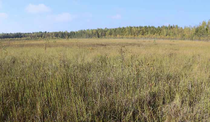 1. Kuivattu järvi Kasvillisuuskuvaus: Tutkimusalueen ainoa luonnon monimuotoisuuskohde on pohjoisosan umpeenkasvanut Vuorusjärvi, jonka eteläosa kuuluu hankerajauksen piiriin.