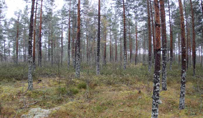 Turbiinipaikka 1 Kasvillisuuskuvaus: Alun perin isovarpuräme (IR), joka on nykyään tehokkaasti ojitettu ja kuivahtanut muuttumaksi. Puusto on 3. kehitysluokan männikköä, pituudeltaan 10 14 metriä.