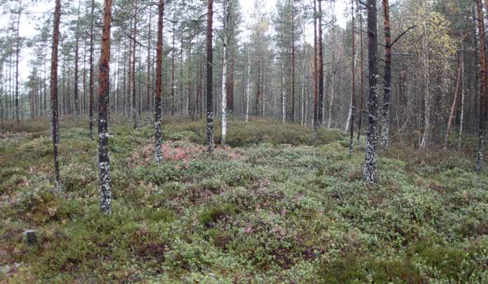 Turbiinipaikka 2 Kasvillisuuskuvaus: Alun perin isovarpuräme (IR), joka on nykyään ojitettu isovarpurämeen ja puolukkaturvekankaan (Ptkg) sekoitus. Puusto on 2. 3.