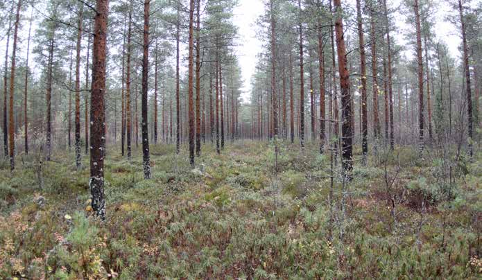 Turbiinipaikka 3 Kasvillisuuskuvaus: Ohutturpeinen ja ojitettu isovarpurämemuuttuma (IR). Puusto on 3. kehitysluokan männikköä, pituudeltaan 8 15 metriä.