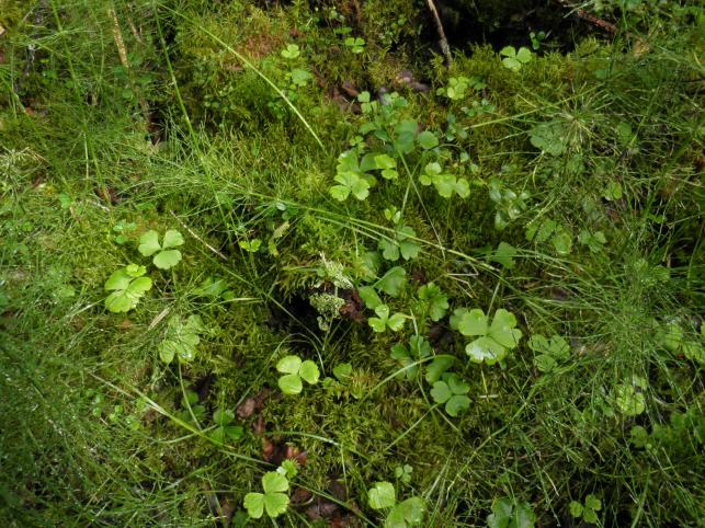 26 Ahonoidanlukko (Botrychium multifidum) on IUCN:n v. 2010 uhanalaisluokituksessa arvioitu silmälläpidettäväksi (NT) lajiksi.