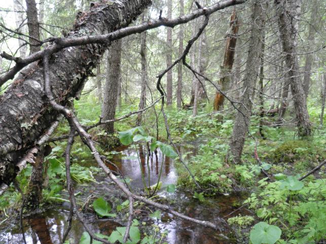 28 reita, joista osa mahdollisesti pohjavesivaikutteisia. Lampareiden ympäristössä sammallajisto on pääosin okarahkasammalta ja lehväsammalia. Painanteissa on kymmeniä / satoja lapinleinikin lehtiä.