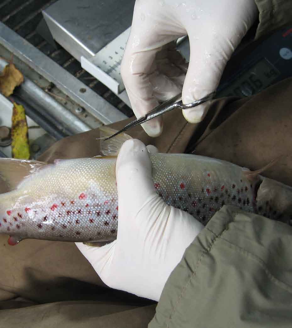 Mustijoki, kalastotutkimukset 35 Kuva 54. DNA-näyte saadaan leikkaamalla pieni pala vatsaevästä. Kalalle ei operaatiosta koidu sanottavaa haittaa. (Kuva: Aki Janatuinen). Kuva 55.