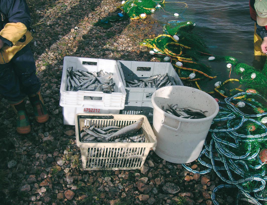 Kolarissa avattiin Naamijoen jokiuomaa siltä osin kun se oli edellisvuodelta jäänyt avaamatta. Kalapolulla lyhennettiin myös kantoja.