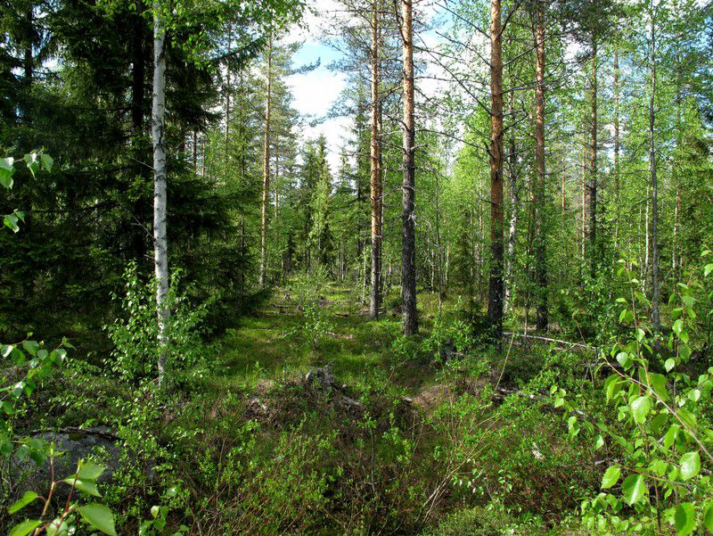 Kuva 4. Soistunutta aluetta Ruokojärven pohjoispuolella kuvattu etelälounaaseen. Kuva 5. Voimajohdon linjaus Honkasenahon kohdalla kuvattu pohjoiseen.