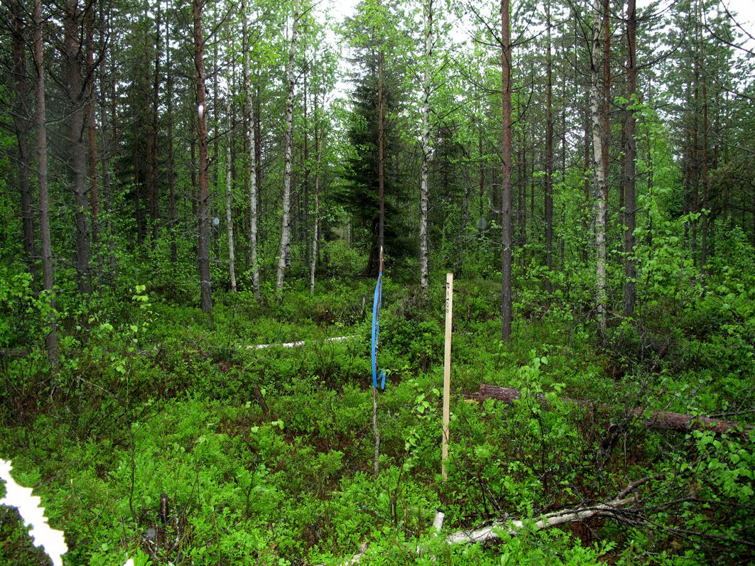 3 Kuva 0. Tasaista rehevähköä kangasta, taimikkoa, Vapunharjun kohdalla, kuvattu länsilounaaseen. Kuva. Tasaista rehevähköä kangasta, taimikkoa, Korkeakankaan länsipuolella, kuvattu länsilounaaseen.