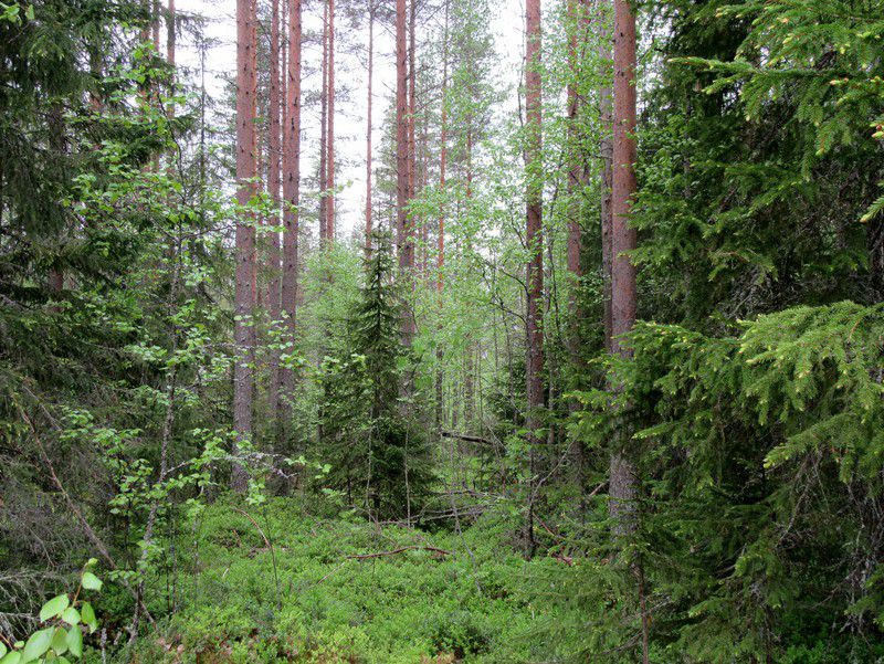 4 Kuva 3. Linjaus Kylmävaaran kaakkoispuolella kuvattu länteen. Tasainen tuoreehko kangas, nuorta kasvatusmetsikköä. Kuva 4. Linjaus Leenanahon eteläpuolella.