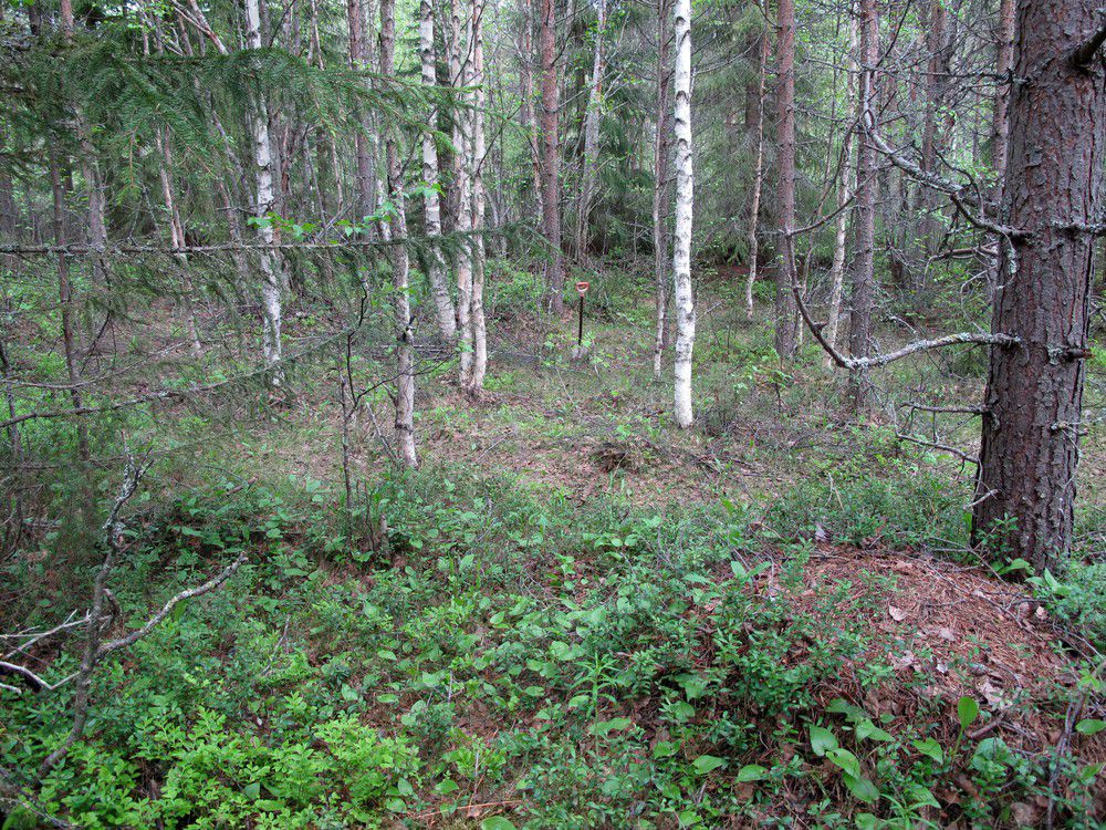 4 Maastotiedot: Kohde sijaitsee Suomussalmen keskustasta 0,9 km lounaaseen Ruokovaaran koillisrinteellä; tuoreehko kangas, taimikkoa/nuorta kasvatusmetsää.
