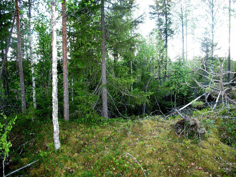 7 Kuvaus: Tervahaudan halkaisija on m, kuopan syvyys n.,5 m ja vallin leveys m.