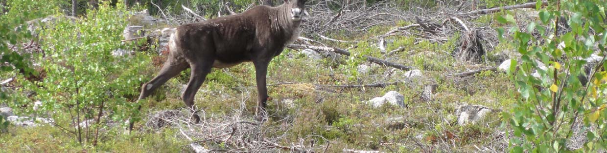 FCG SUUNNITTELU JA TEKNIIKKA OY Lestijärven tuulivoimapuisto 41 (48) Luontodirektiivin liitteen II lajit Natura-tietolomakkeen mukaan Neuvoston direktiivin 92/43/ETY liitteessä II mainituista