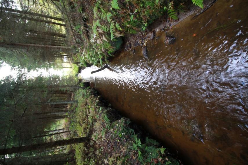 Pienistä puroista syntyy isompi virtaus Vesipuitedirektiivi edellyttää hyvän ekologisen tilan saavuttamista 3 miljoonaa euroa vuosittain purokunnostuksiin Meillä puun käyttö on