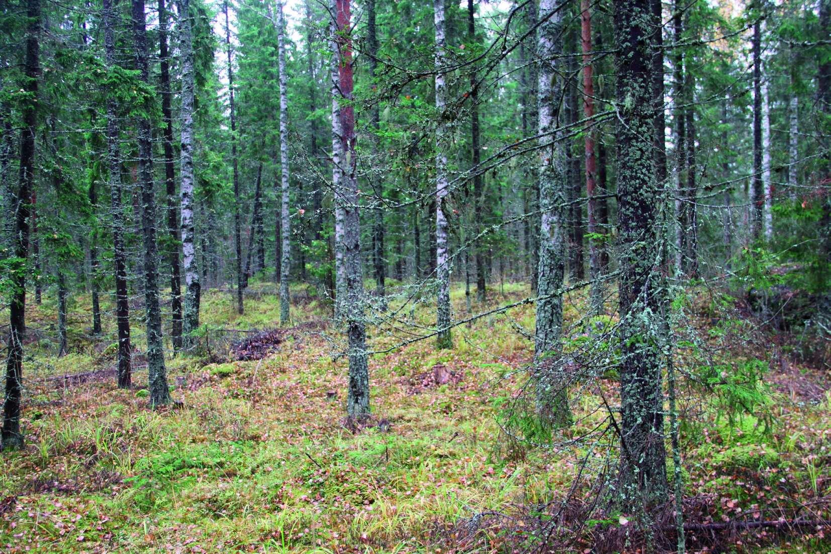 4. Tulokset 4.1 Alueen luontotyypit Alueella ei ole Luonnonsuojelulain 29 tarkoittamia suojeltavia luontotyyppejä.