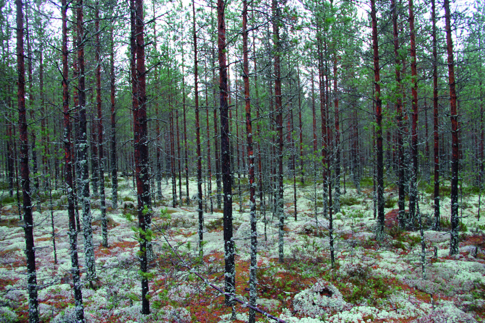 4.3 Suunniteltujen muuttuneiden voimalanpaikkojen yleiskuvaus Yhteensä kuuden voimalan sijoituspaikat muuttuivat kesän 2015 jälkeen niin paljon että niistä tehtiin uudet luontoarvojen kuvaukset.