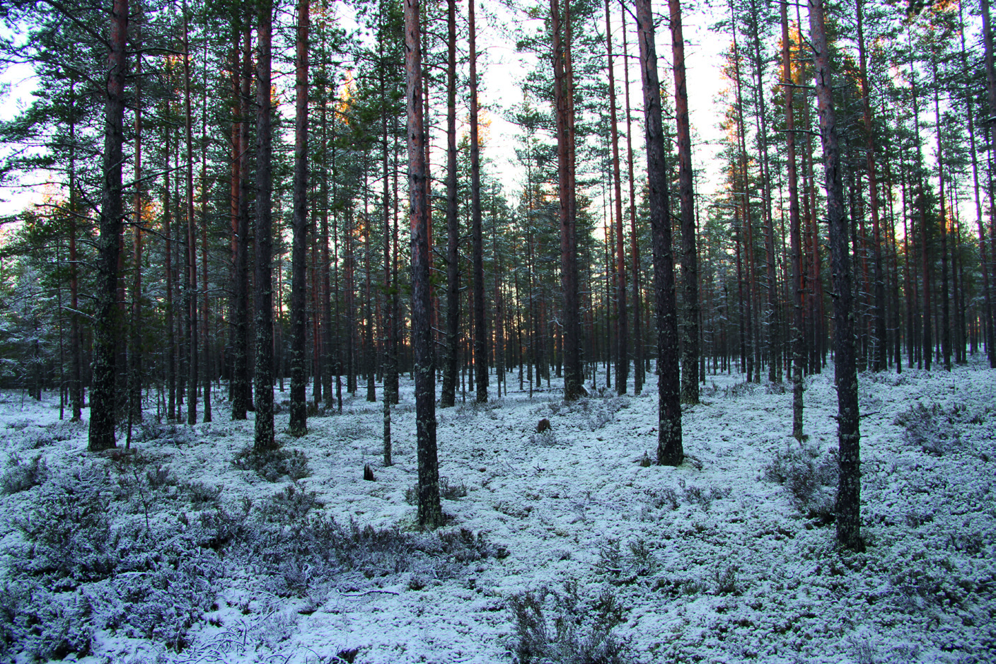 Voimala 4 Voimala sijoittuu Polvennevan ja Keevelinnevan välisen moreeniharjanteen luoteisreunalle. Kumpareen yläosa on keski-ikäistä männikköä.