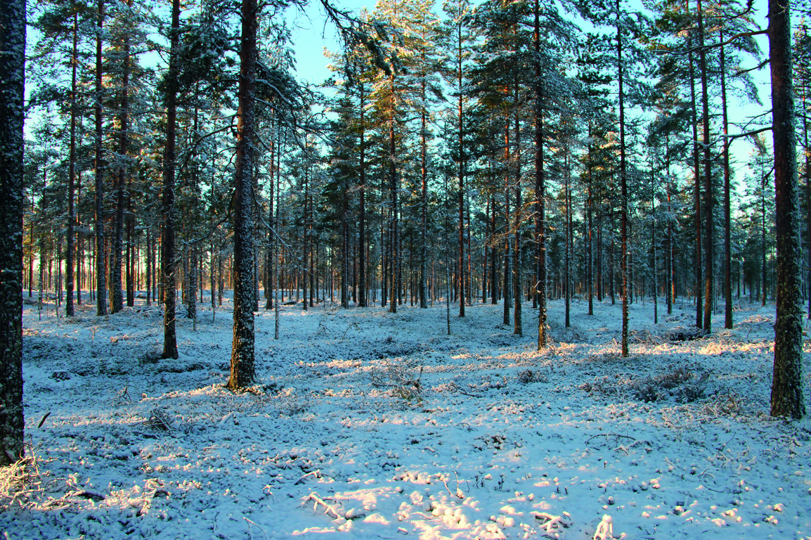 4.4 Suunniteltujen uusien huoltoteiden yleiskuvaus Alueelle suunniteltujen tuulivoimaloiden huoltotiet kulkevat pääosin nykyisin käytössä olevia metsäautoteitä pitkin.