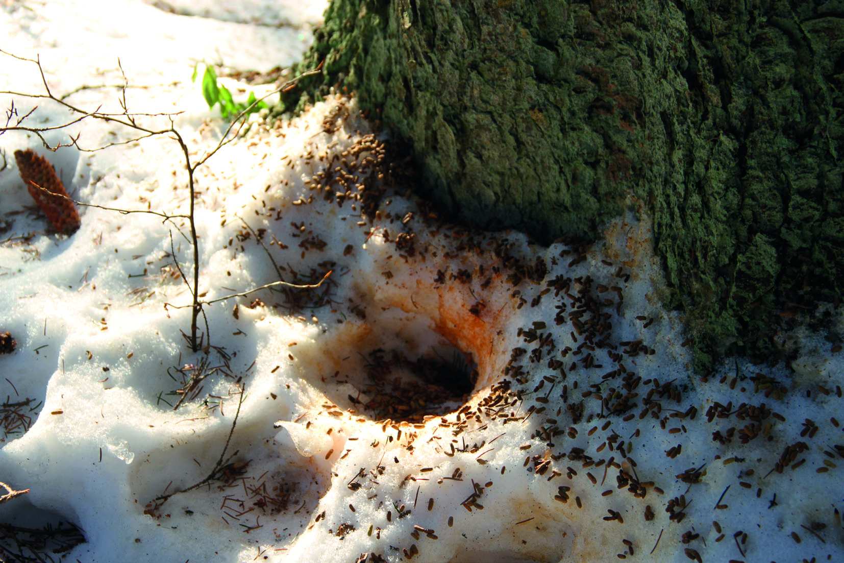 4.5 Liito-oravaselvitys 4.5.1 Johdanto Liito-orava (Pteromys volans) kuuluu EU:n Luontodirektiivin liitteen IV lajeihin ja on siten erityisesti suojeltu laji koko EU:n alueella.